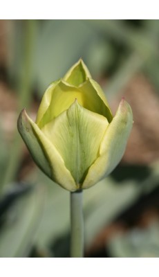 SPRING GREEN